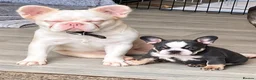 French Bulldog dogs for sale: 🐼 PANDA KOI FRENCH BULLDOG PUPS 🐼  - Advert 3