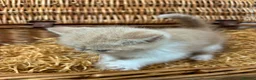 Exotic cats for sale: Chunky exotic female kitten - Advert 9