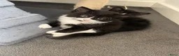 Mixed Breed cats for sale: Kittens for sale  - Advert 5