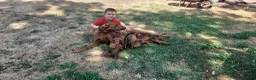 Rhodesian Ridgeback dogs for sale: Kc reg.health tested Rr puppies in Rugby - Advert 1