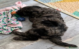 Cavapoochon dogs for sale: F1b Cavapoochon  - Image 32