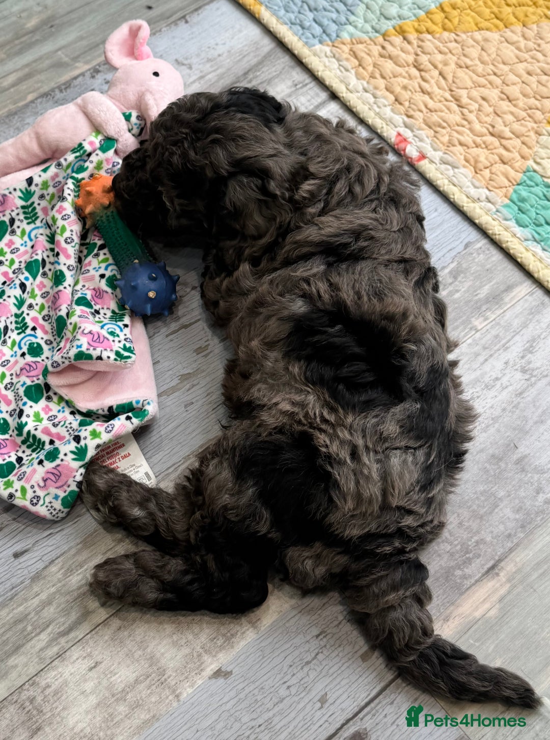 Cavapoochon dogs for sale: F1b Cavapoochon  - Image 32