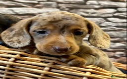 Miniature Dachshund dogs for sale: Stunning Miniature Smooth Dachshunds - Image 14