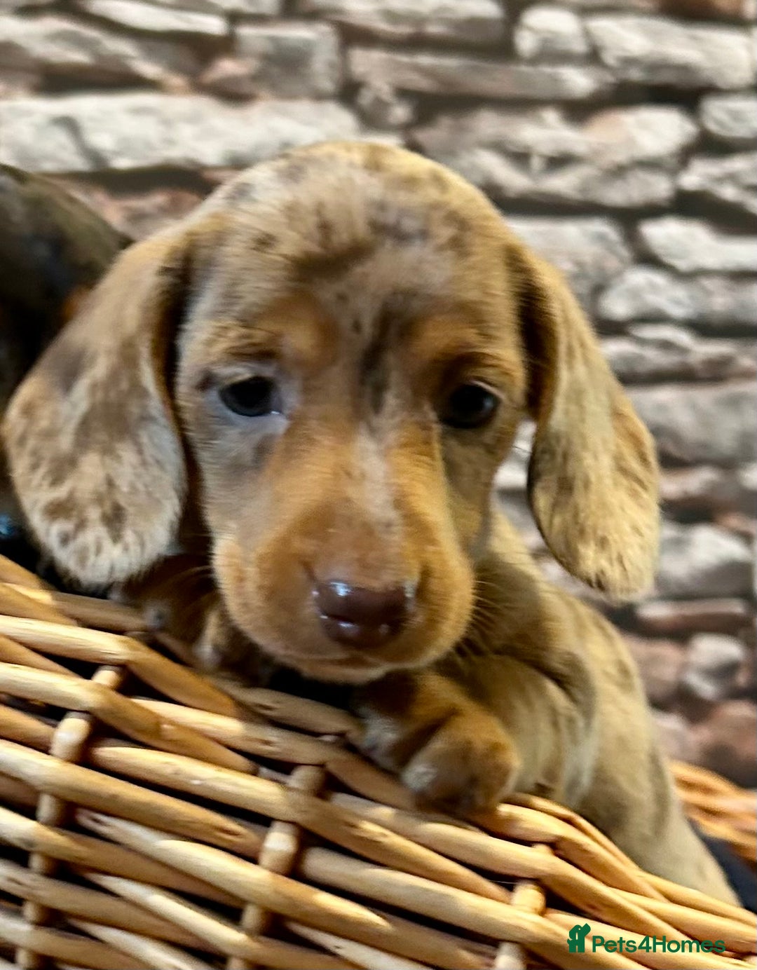 Miniature Dachshund dogs for sale: Stunning Miniature Smooth Dachshunds - Image 14