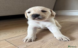 Labrador Retriever dogs for sale: Beautiful litter of kc registered labrador  - Image 22