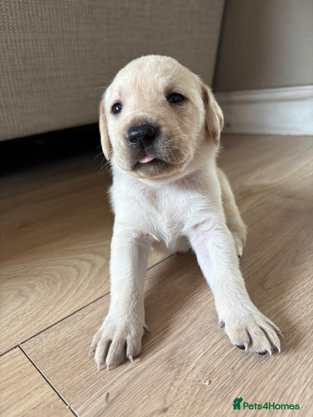 Labrador Retriever dogs for sale: Beautiful litter of kc registered labrador  - Image 22