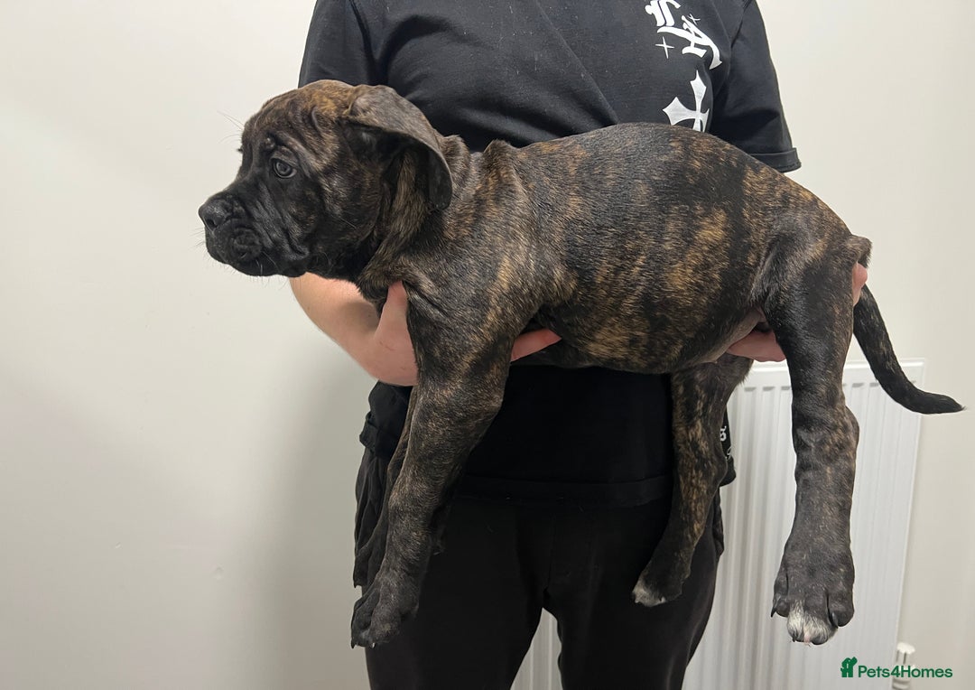 Cane Corso dogs for sale: Russian champ bloodline Cane Corso Puppies 8 left! - Advert 12