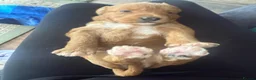 Labradoodle dogs for sale: Amazing , excessively health tested. F1  - Advert 3