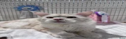 Maine Coon cats for sale: Fabulous Maine Coon Kittens with Pedigree For Sale - Advert 2