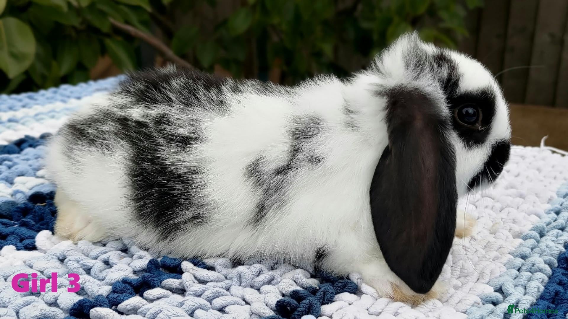 Mini Lop rabbits Cute & Loving French x Mini Lop. Read Description! - Advert 2