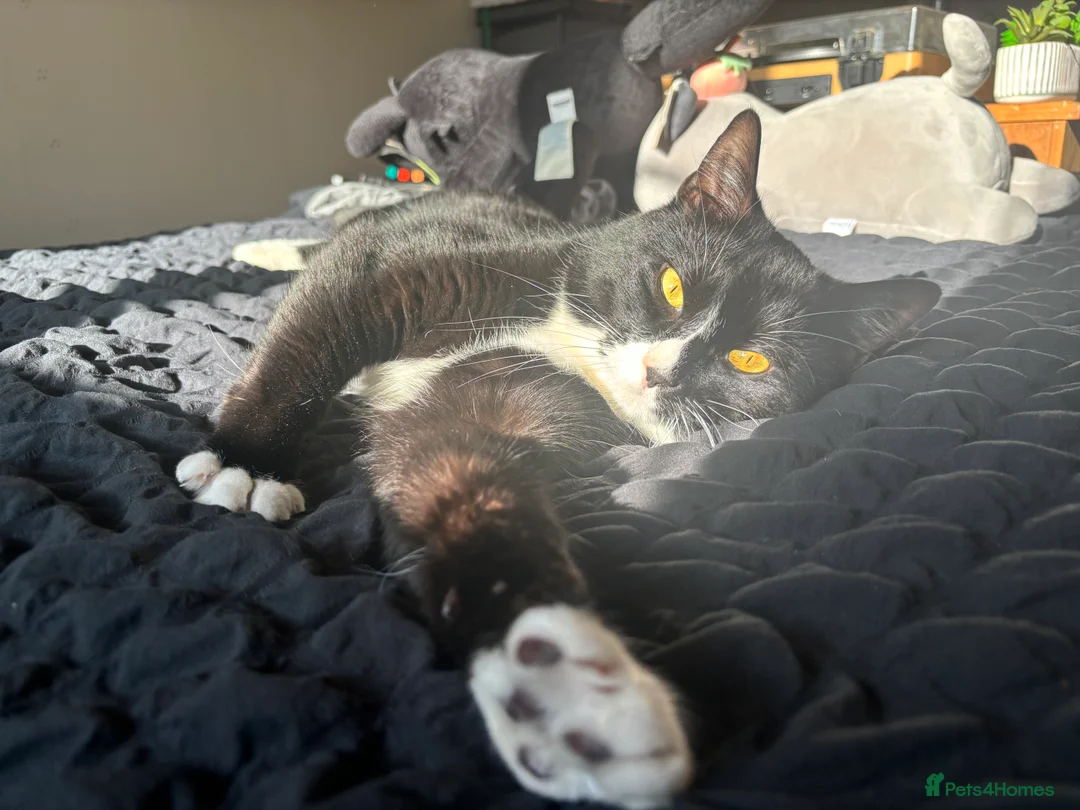 Domestic Shorthair cats for stud: Joey the House cat FREE!! in Derby - Advert 2