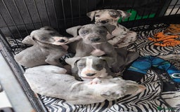 Great Dane dogs for sale: Great dane puppies for sale  in Brentwood - Image 1