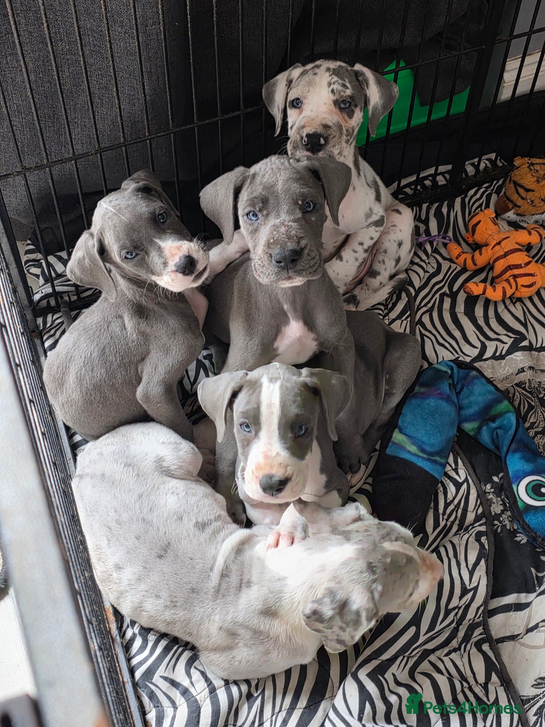 Great Dane dogs for sale: Great dane puppies for sale  in Brentwood - Image 1