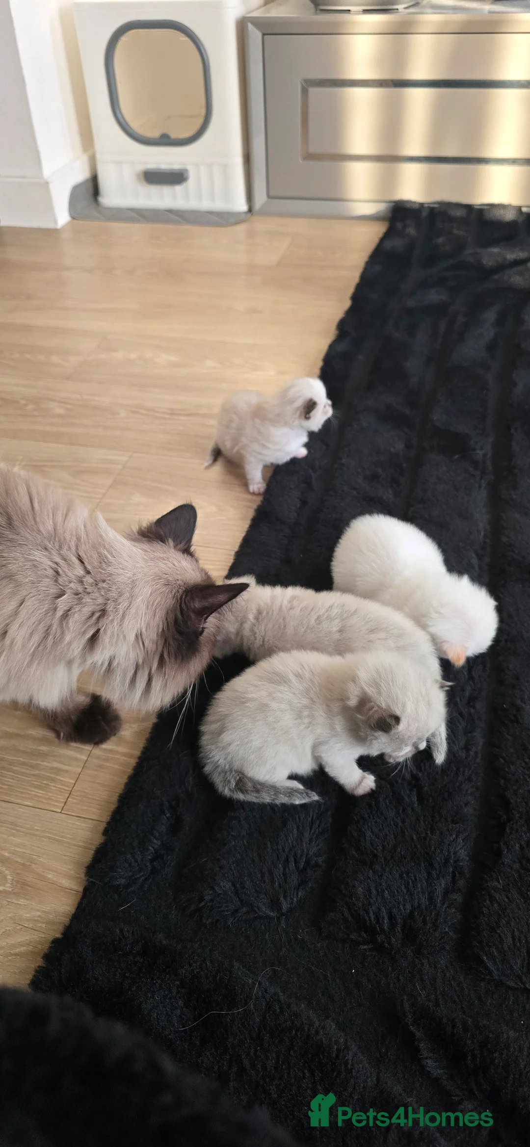 Ragdoll cats for sale: 🐾✨ Ragdoll Kittens Available ✨🐾 - Advert 2