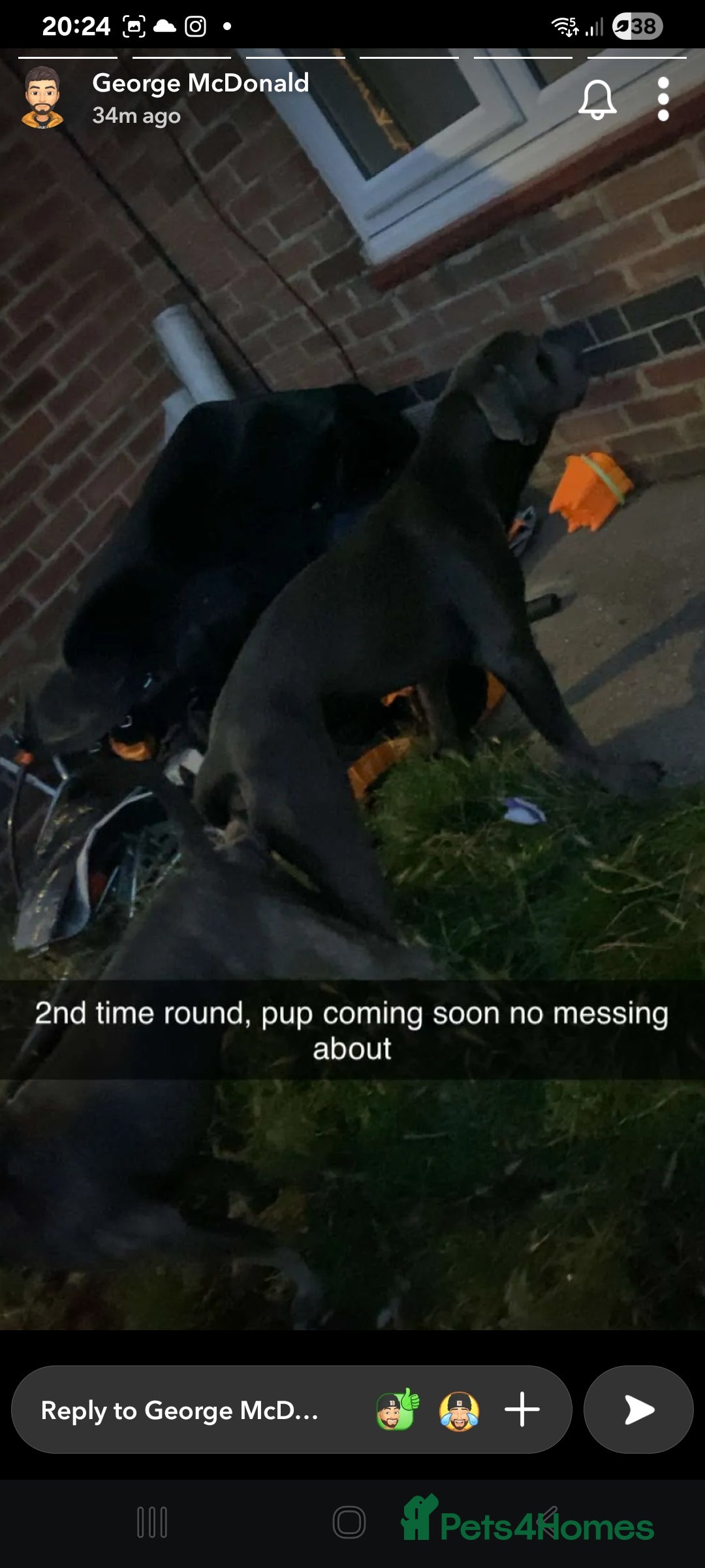 Cane Corso dogs for sale: Cane corso puppys 4 boys 4 girls abkc - Advert 7
