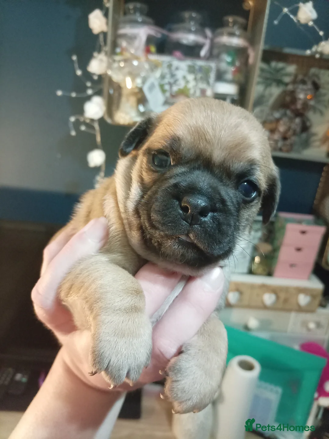 Jug dogs for sale: Jug puppies Jack Russell x pug puppies available - Advert 15