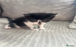 Mixed Breed cats for sale: 3 beautiful little boys  - Image 5