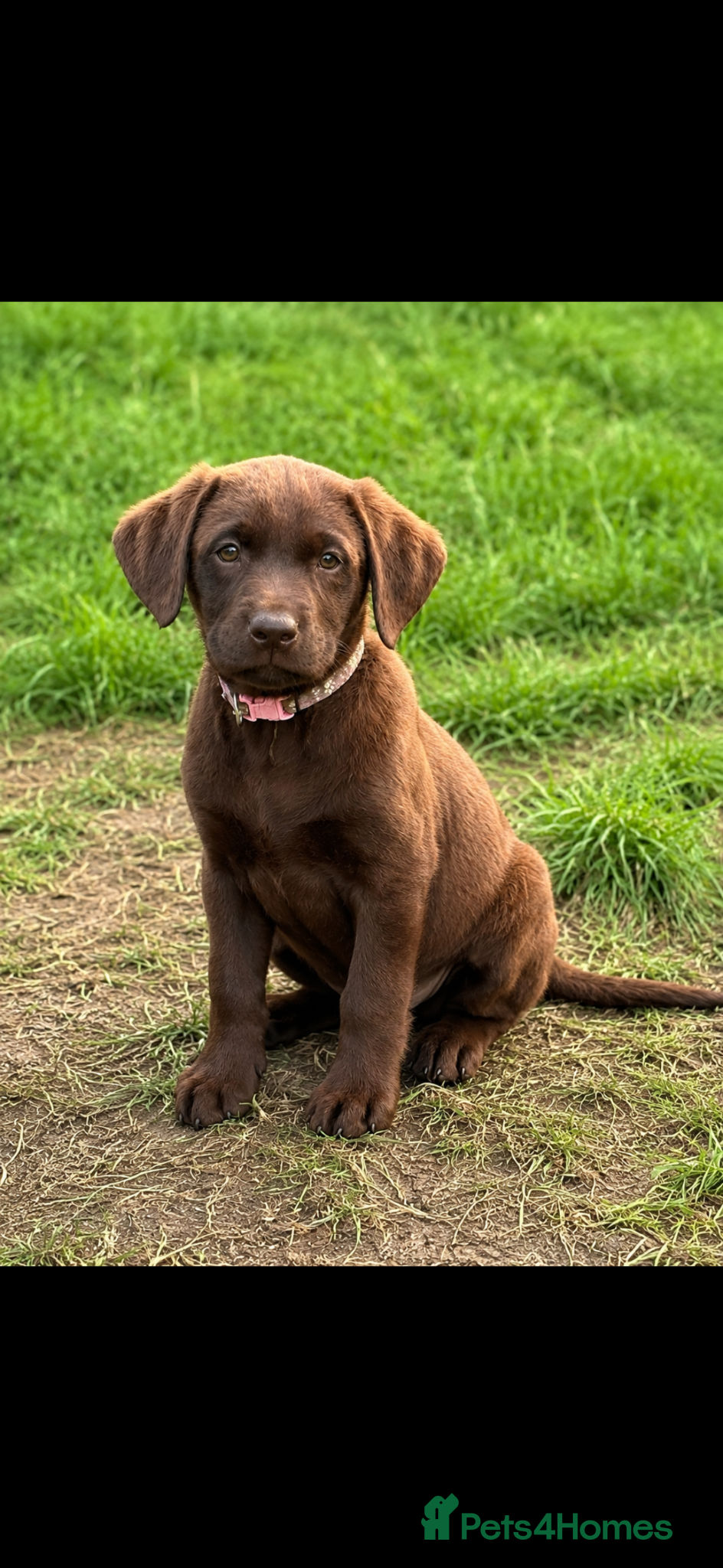 Labrador Retriever dogs FTCH lines KC fully health tested Labradors  - Advert 1