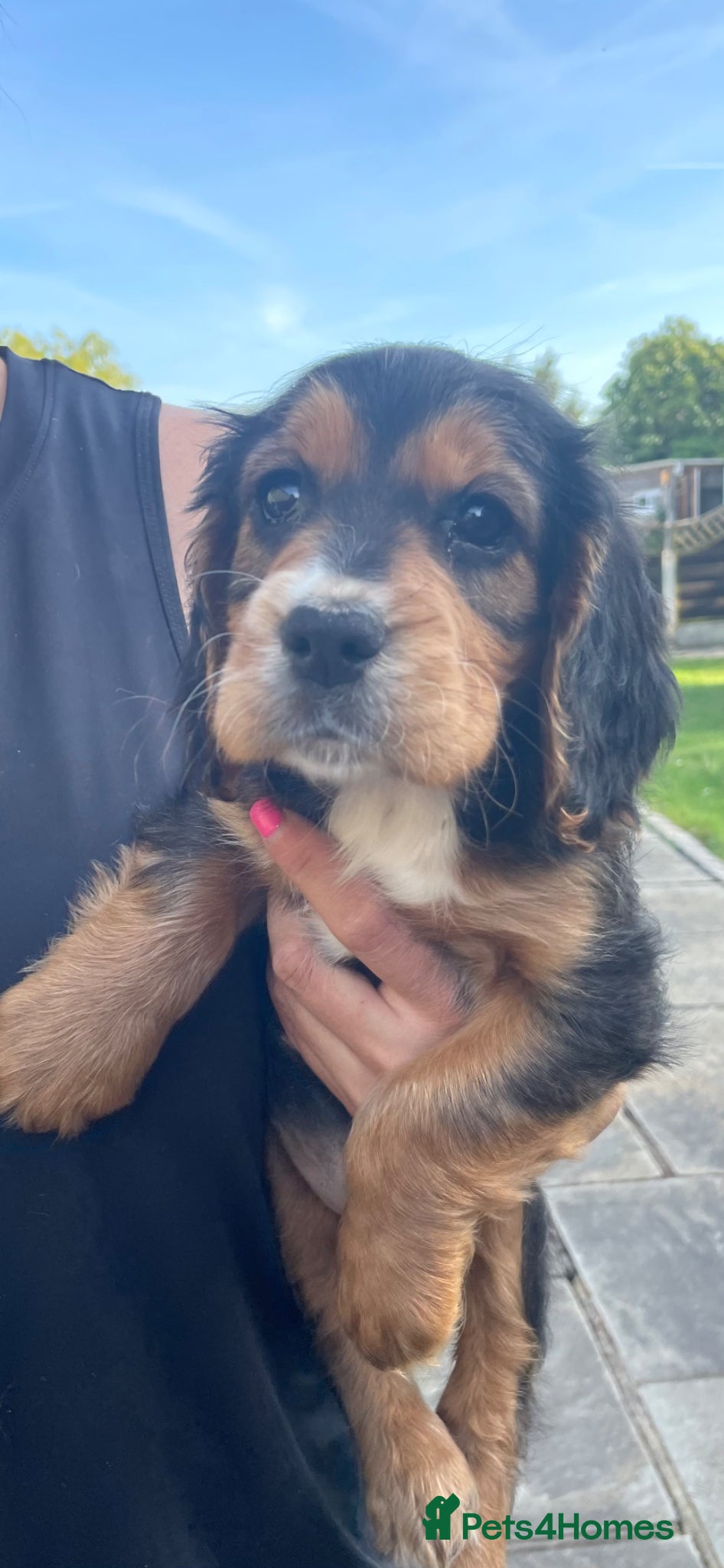Cocker Spaniel dogs Cocker Spaniel Pups - Advert 1