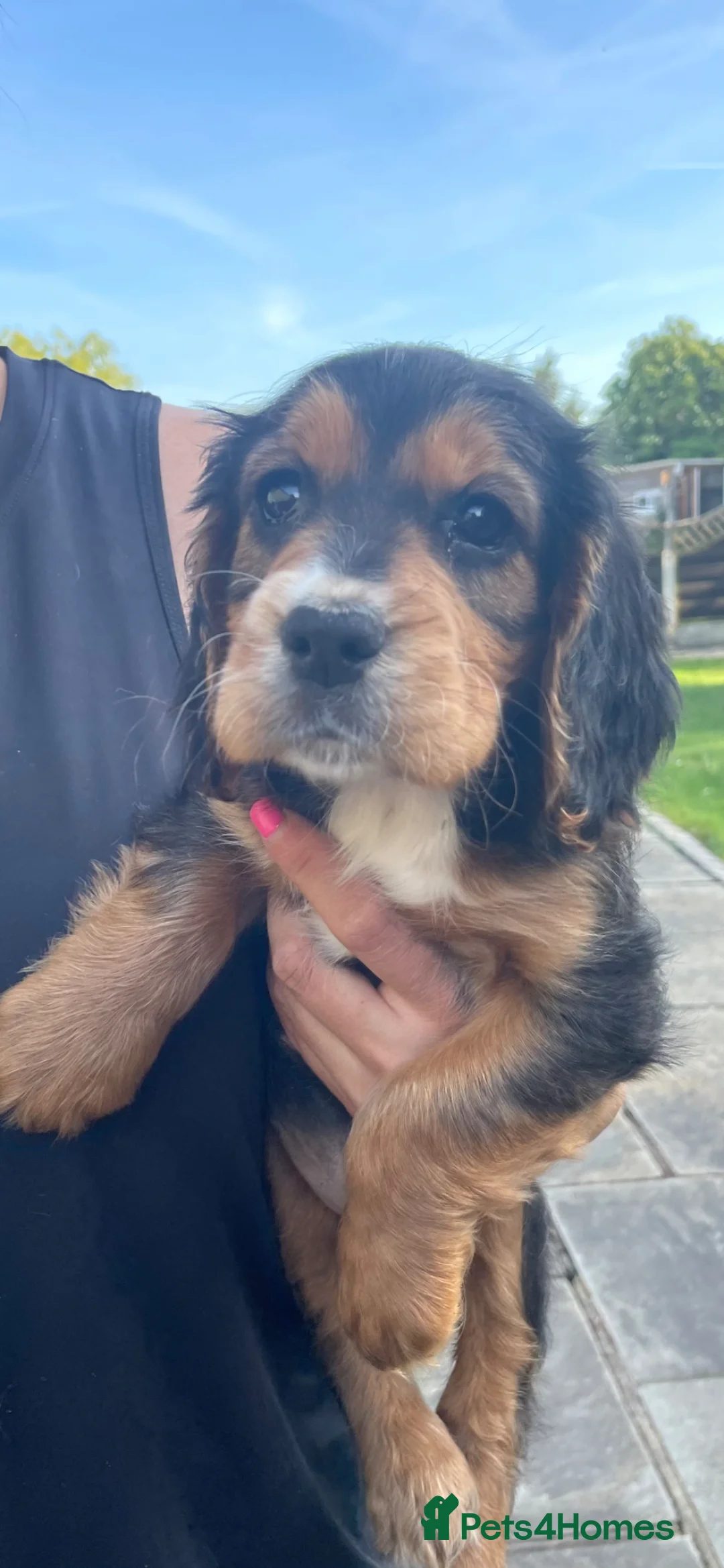 Cocker Spaniel dogs for sale: Cocker Spaniel Pups - Advert 1