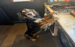 Cocker Spaniel dogs for sale: Rocky - 4.5 year old cocker spaniel - Image 20
