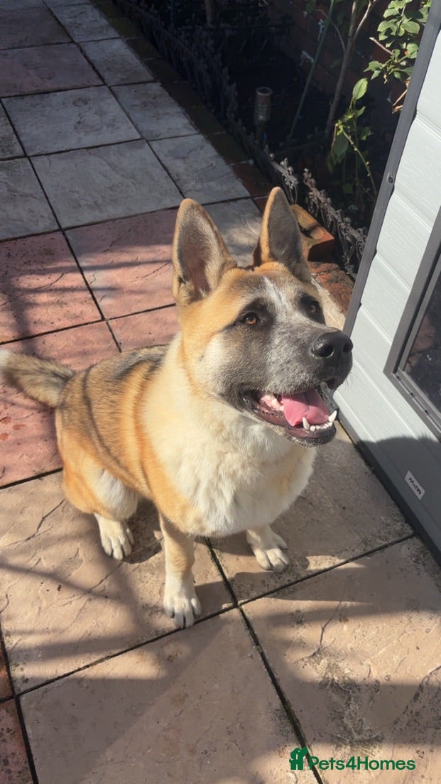 Mixed Breed dogs Mylo  - Advert 1