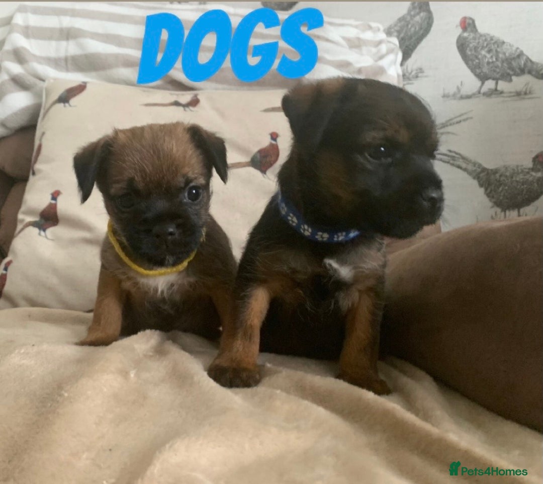 Border Terrier dogs for sale: 6 Beautiful border terrier pups - Image 4