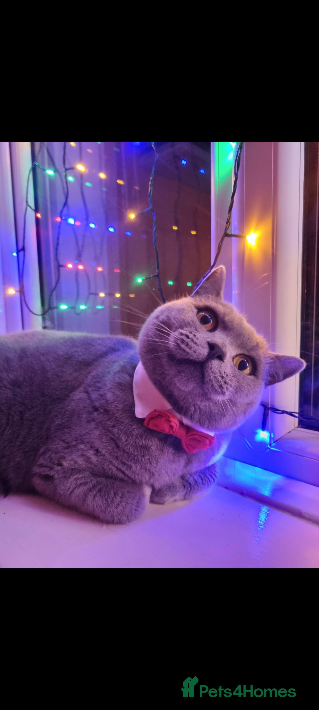 Russian Blue cats for sale: Cat looking for new home - Advert 3