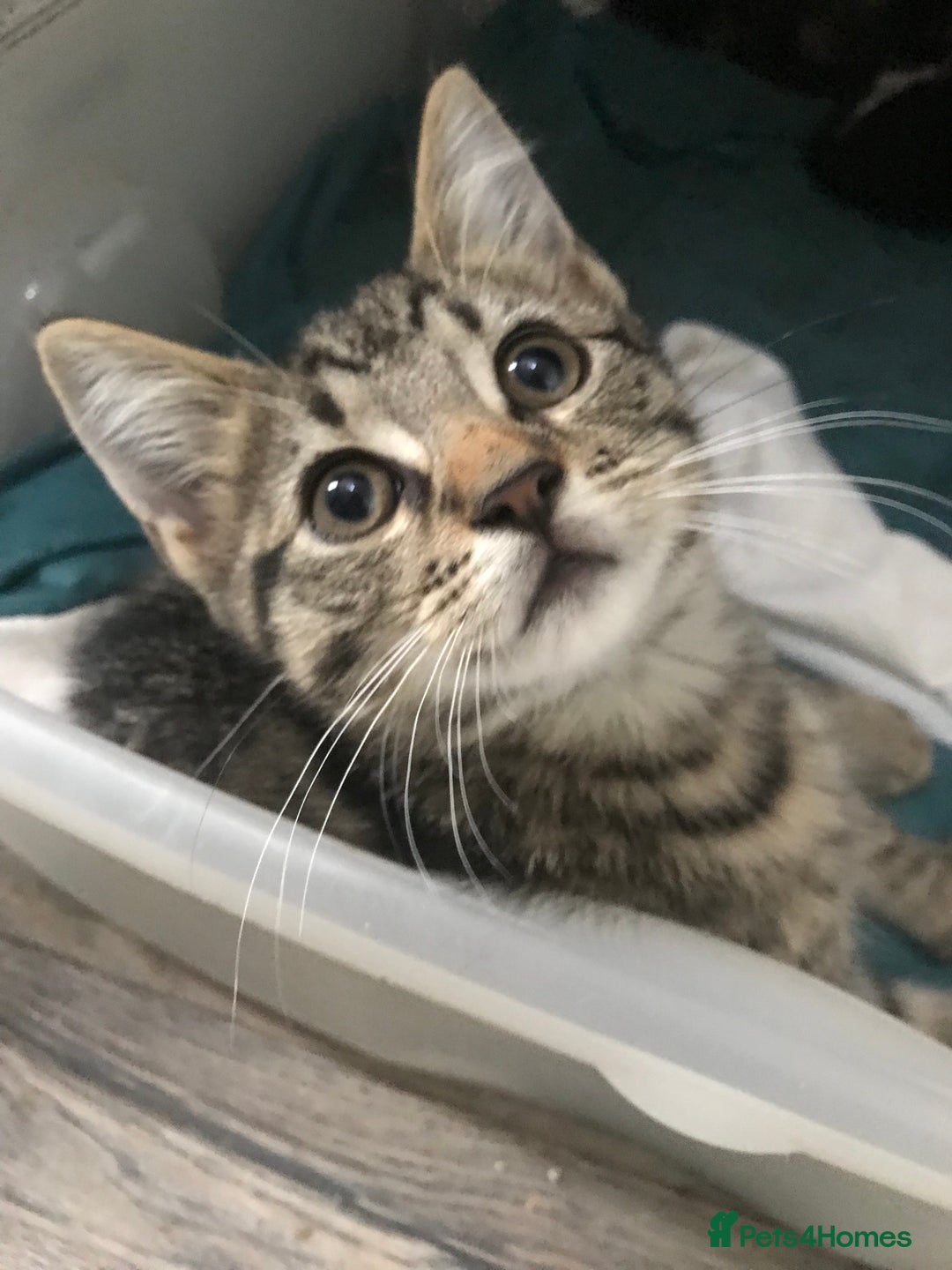 Domestic Shorthair cats for sale: 5 male kittens ready to leave now  - Image 11