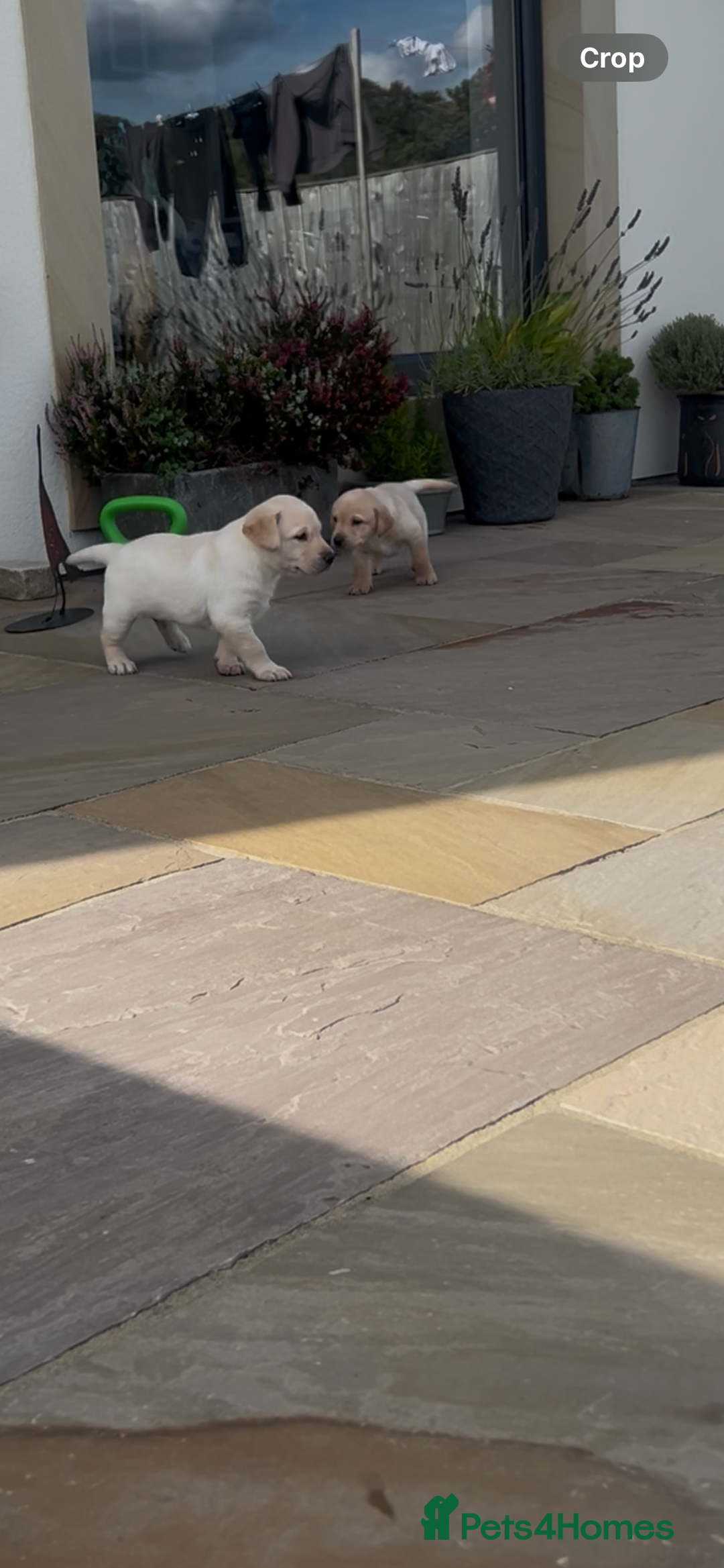 Labrador Retriever dogs for sale: Labrador pups  - Image 9