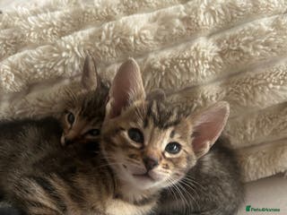 Mixed Breed cats Oriental cross kittens - Advert 20