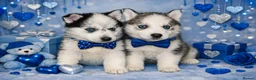 Siberian Husky dogs for sale: 3 Stunning Siberian Husky boys with blue eyes 😍 - Advert 3