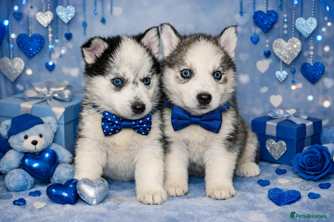 Siberian Husky dogs for sale: 3 Stunning Siberian Husky boys with blue eyes 😍 - Advert 3