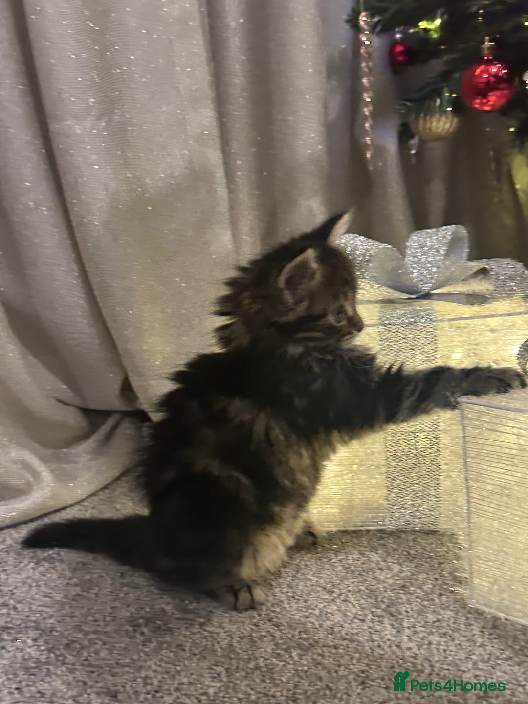 Siberian cats for sale: Beautiful Siberian Kitten – Baby Boy ✨ - Advert 10