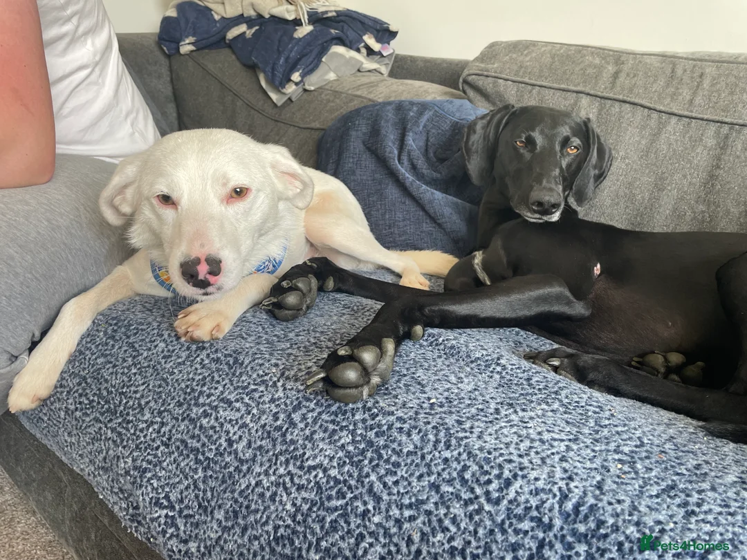 Mixed Breed dogs for adoption: Meet Clove, currently residing in Cheshire  - Advert 17