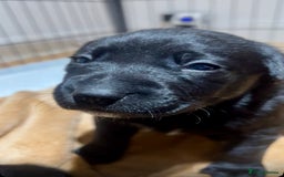 Mixed Breed dogs for sale: Gorgeous Kelpador puppies.  - Advert 6