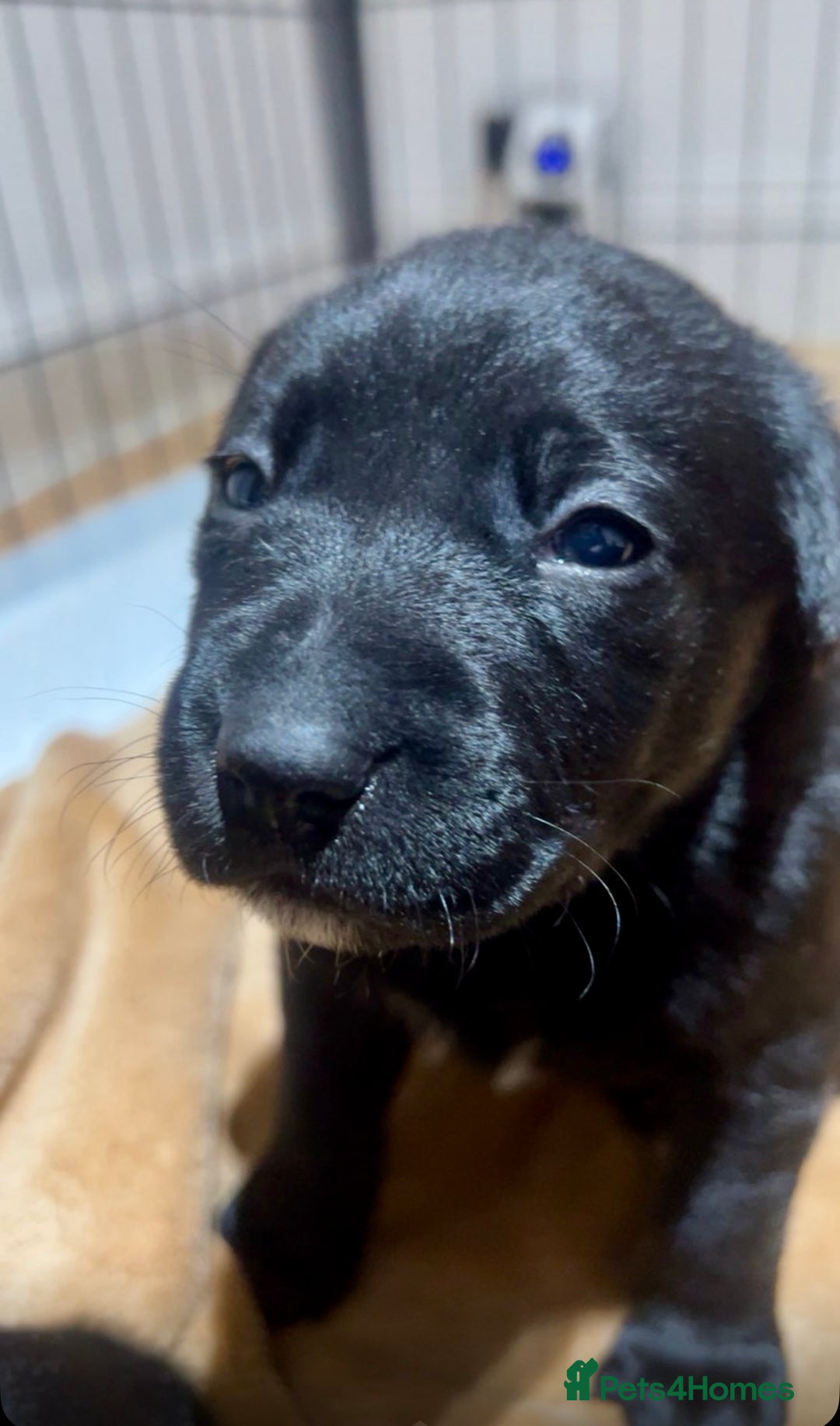 Mixed Breed dogs for sale: Gorgeous Kelpador puppies.  - Advert 6