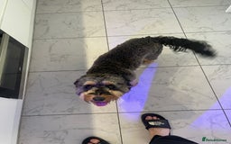 Cockapoo dogs for sale: F1 cockerpoo for sale  - Image 3