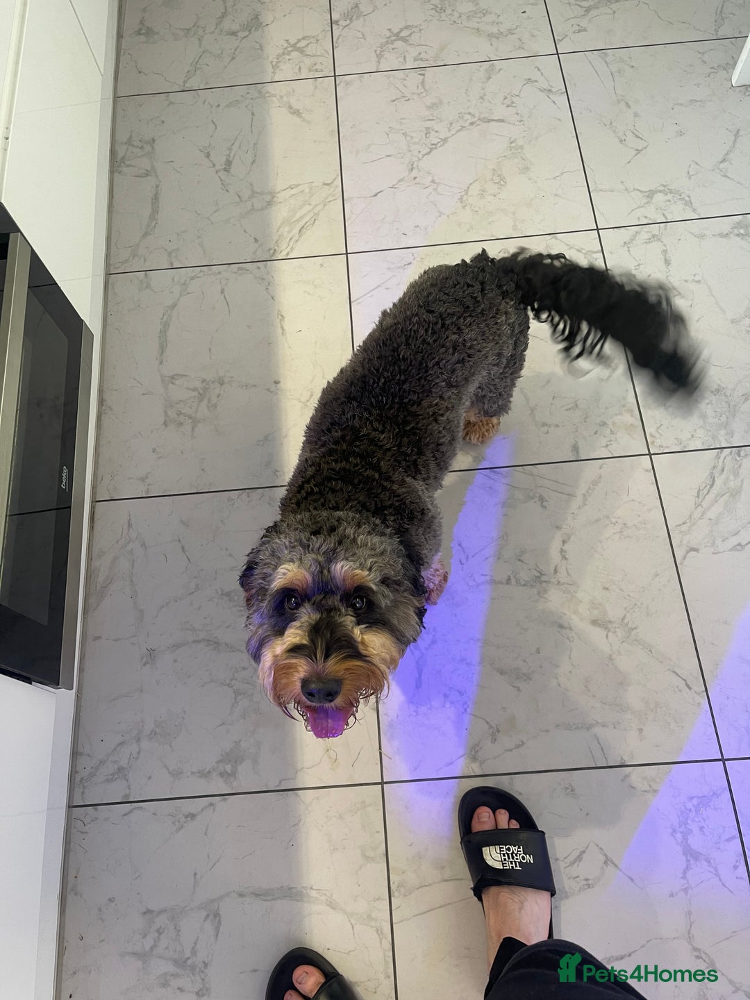 Cockapoo dogs for sale: F1 cockerpoo for sale  - Image 3