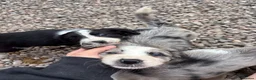Mixed Breed dogs for sale: Black and White Sprollies 🤍🖤 - Advert 4