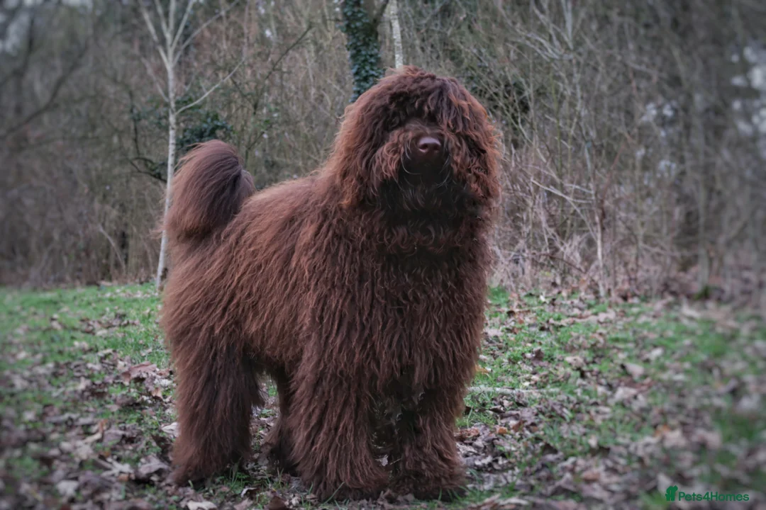 Labradoodle dogs for stud: F4 Standard Labradoodle (Fully Health Tested) - Advert 2