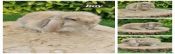 Mini Lop rabbits for sale: Pure bred mini lop baby rabbits  - Advert 5