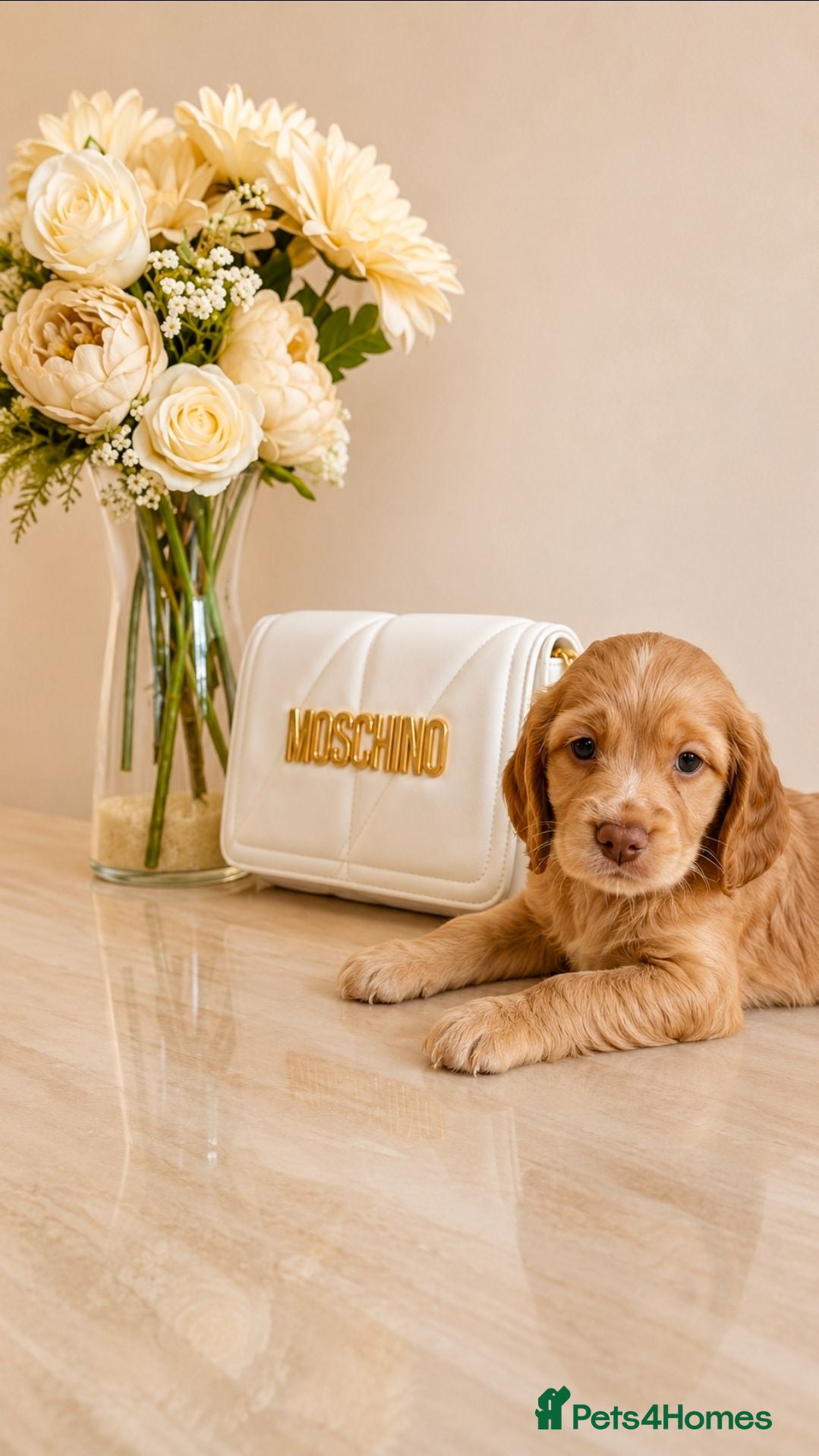 Cocker Spaniel dogs Gorgeous gold working Cocker spaniel pups - Advert 2