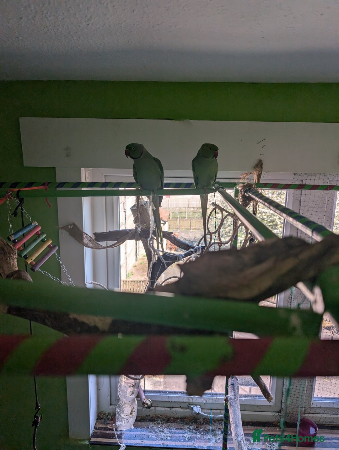 Ringnecks birds for sale: Breeding pair of Indian rinkneck needs a new home - Image 3