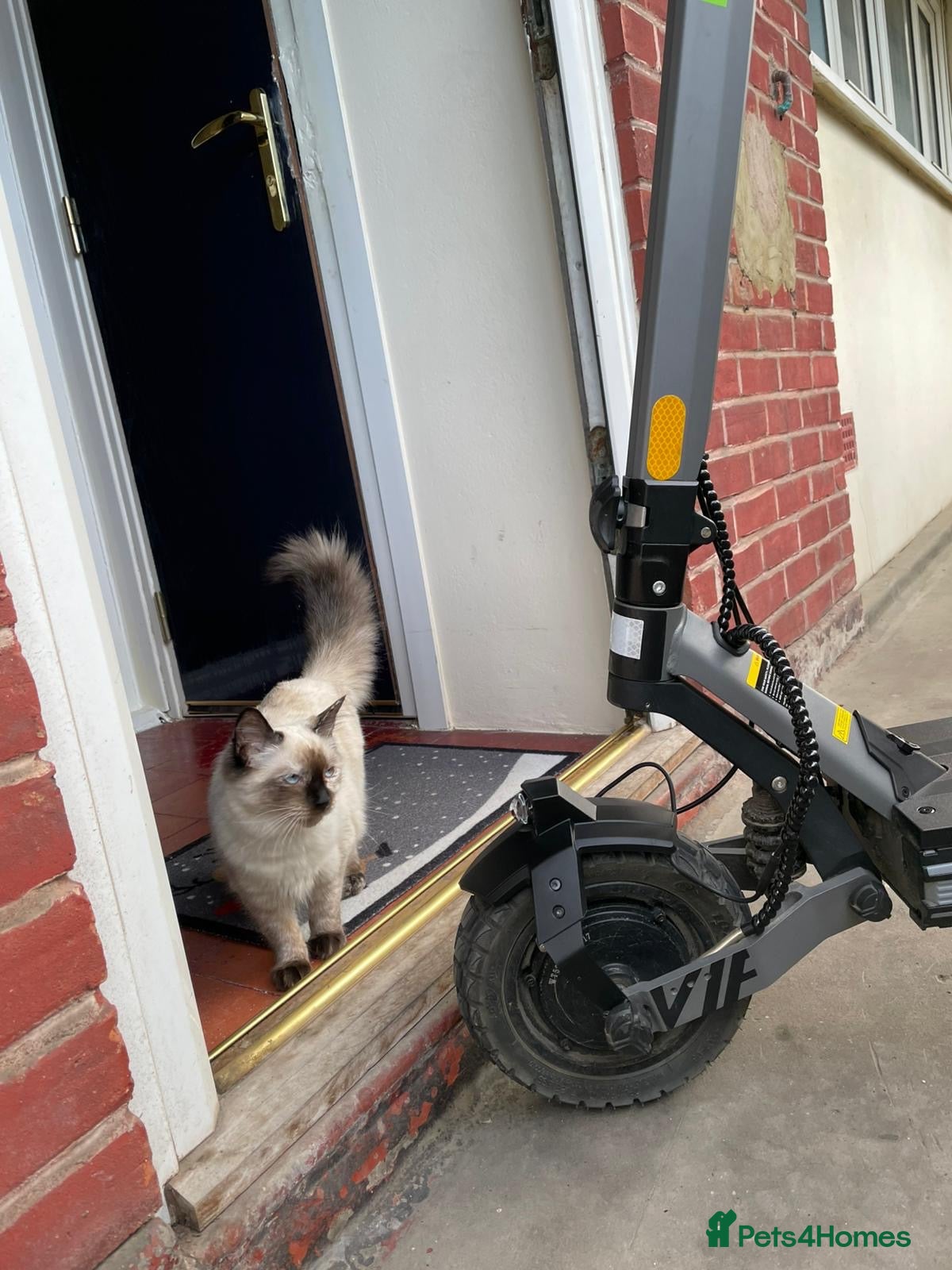 Ragdoll cats Female Ragdoll Kitten 7months  - Advert 18