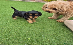 Cavapoo dogs for sale: Cavapoo puppies available from 27.9.25 - Image 14