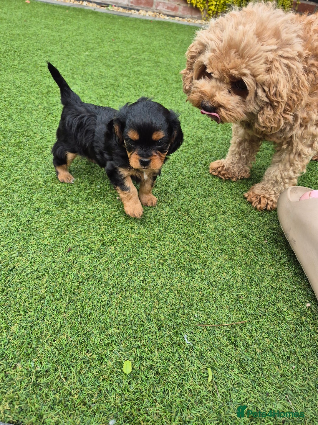 Cavapoo dogs for sale: Cavapoo puppies available from 27.9.25 - Image 14