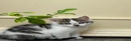 Mixed Breed cats for sale: White and tabby hugely friendly kittens for sale - Advert 8