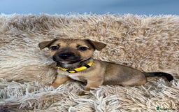 Jack Russell dogs for sale: Much Wenlock Mix Miniature Jack Russell Puppies - Image 21