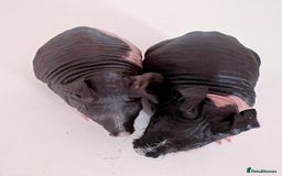 Guinea Pig rodents for sale: Skinnypig Baby Boars - Image 4